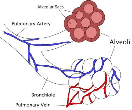 Альвеолы и их кровоснабжение