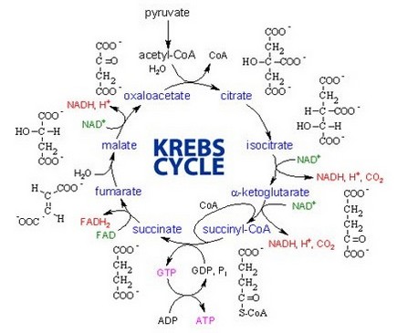 Цикл трикарбоновых кислот (Кребса)