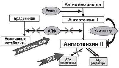 Механизм действия ингибиторов АПФ