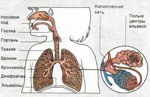 Схематическое изображение органов дыхания у ребенка