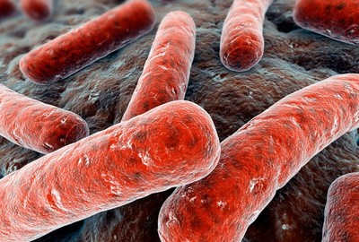 Микобактерии - возбудители туберкулеза
