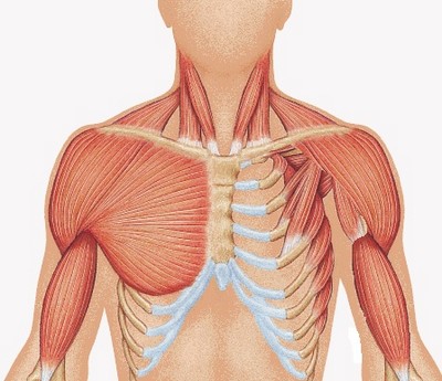 Отсутствие грудной мышцы при синдроме Поланда