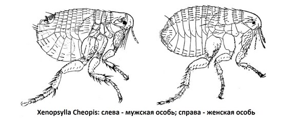 Xenopsylla cheopis - крысиная блоха