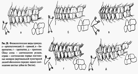 Физиологические виды артикуляции зубов