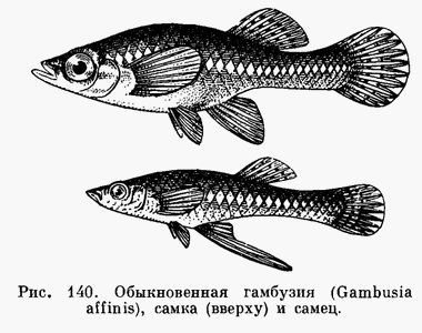 Рыбки гамбузии, используемые для биологической дезинсекции
