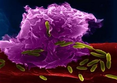 Лейкоцит-пожиратель уничтожает бактерии