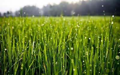 Роса на траве полезна для здоровья