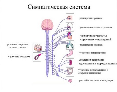 Строение симпатической нервной системы