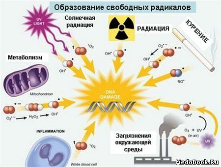 Образование свободных радикалов в организме человека