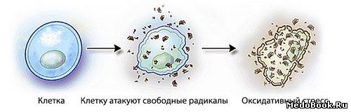 Патогенез оксидативного стресса