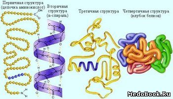 4 cтруктуры белка