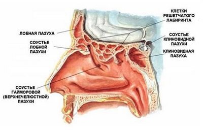 Анатомо-топографическое расположение лобной (фронтальной) пазухи