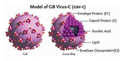 Строение вируса GBV-C