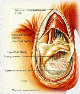 Послойное строение органов мошонки