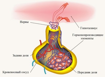 Гипофиз - эндокринная железа