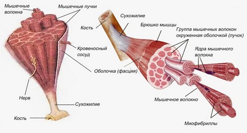 Строение мышечного волокна скелетной мышцы