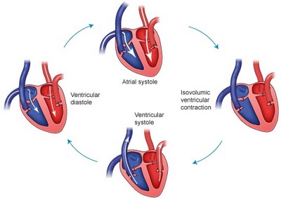 Исследование сердечного цикла
