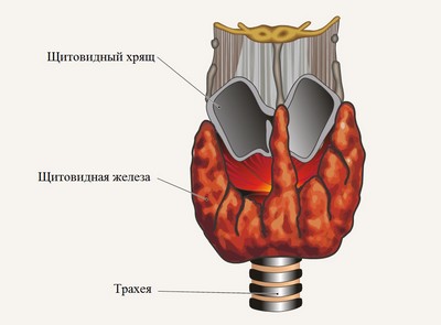 Щитовидная железа - эндокринная железа