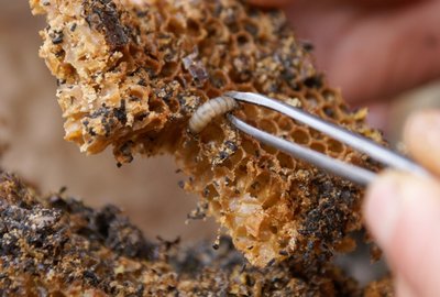 Личинка восковой моли в пчелиных сотах