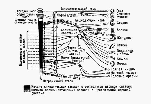 Схема вегетативной нервной системы опубликованная в книге Кирова Г.А. «Массаж»