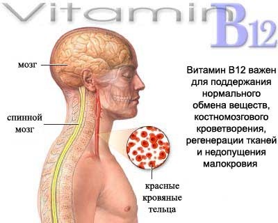 Основные точки приложения витамина B12 на организм человека