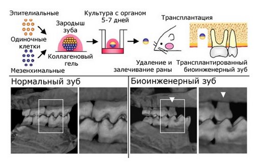 Подробный процесс выращивания зуба «в пробирке»