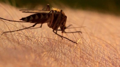 Боремся с зудом от укуса комара специализированными средствами