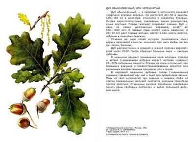 Пример страницы книги Никиточкиной Татьяны Дмитриевны «Лекарственные растения леса»