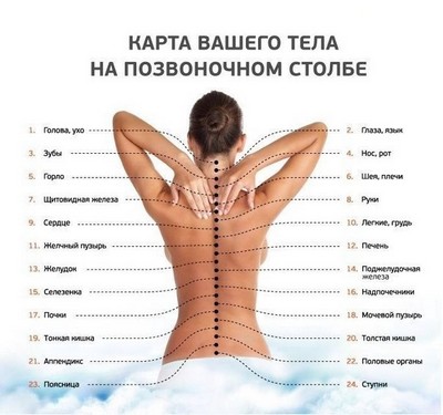 Карта тела для проведения сегментарного массажа