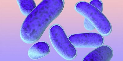 Лактобактерии, нарушения баланса которых в кишечнике может приводить к дисбактериозу