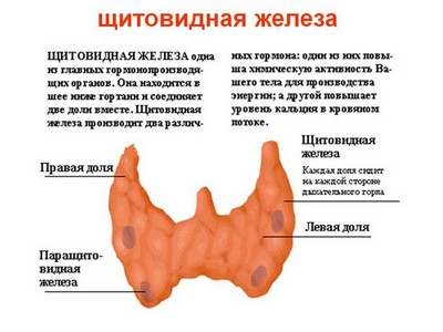 Щитовидная железа и ее заболевания