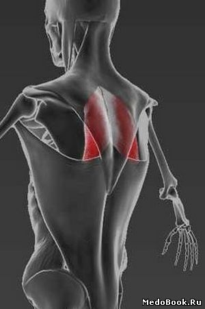 Скачать бесплатно книгу, учебник по медицине Боль в ромбовидной мышце: лечение блокадой