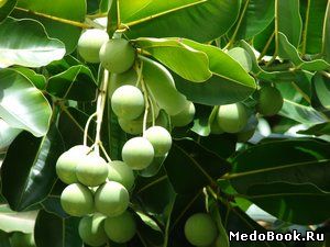 плоды Александрийского лавра (дерево Таману)