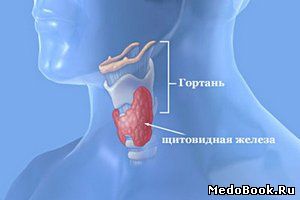 Топографическое расположение щитовидной железы по отношению к гортане и шее