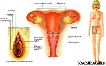 Репродуктивная система женского организма