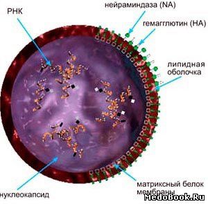 РНК-вирус из семейства парамиксовирусов Pneumophilus parotidis