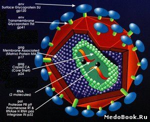 Схема строения ВИЧ