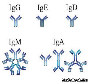 Какие же бывают иммуноглобулины