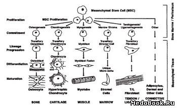 Схема пролиферации стволовой клетки
