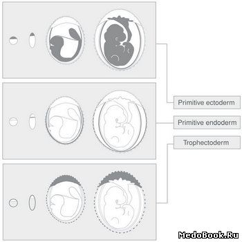 Схема развития эмбриона